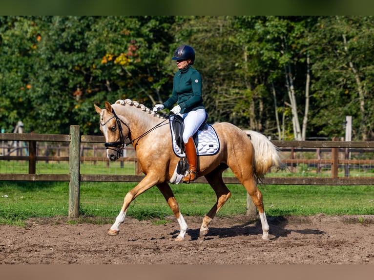 NRPS Stallion 3 years 14,3 hh Palomino in Nuland