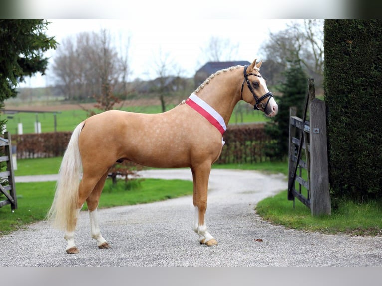 NRPS Stallion 3 years 15 hh Dun in Oirschot