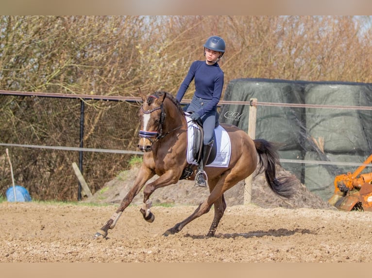 NRPS Stallion 3 years 15 hh Dun in Oirschot