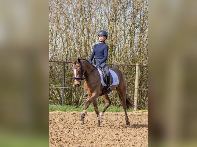 NRPS Stallion 3 years 15 hh Dun in Oirschot