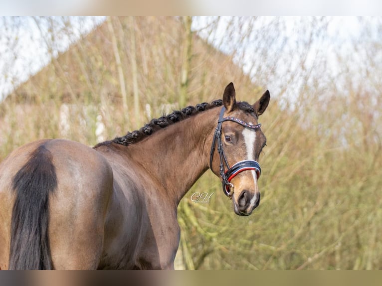 NRPS Stallion 3 years 15 hh Dun in Oirschot