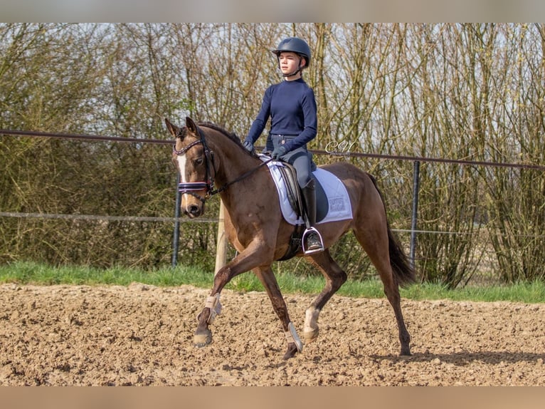 NRPS Stallion 3 years 15 hh Dun in Oirschot