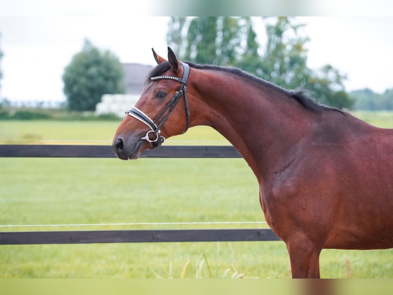 NRPS Stallion 3 years 15,3 hh Brown in Lutjegast