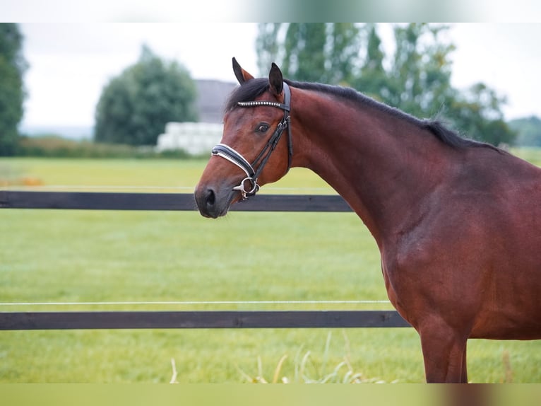NRPS Stallion 3 years 15,3 hh Brown in Lutjegast