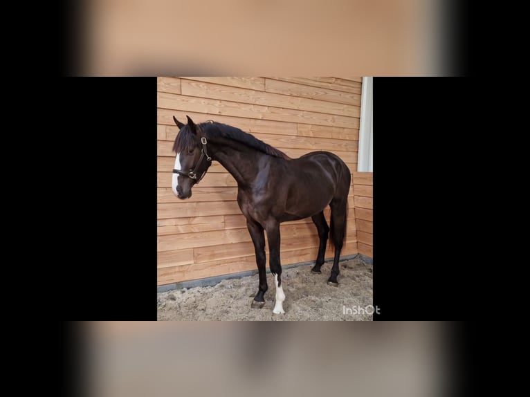 NRPS Stallion 3 years 16,3 hh Black in Den ham