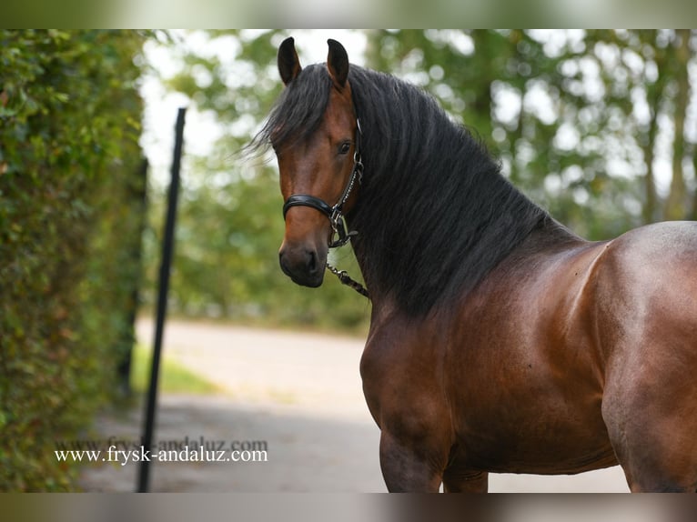 NRPS Stallion 3 years 16 hh Brown in Mijnsheerenland