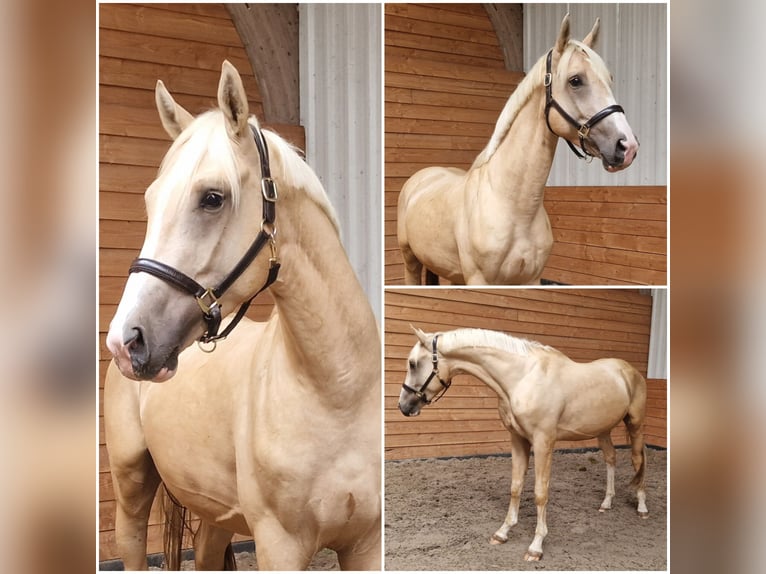 NRPS Stallion 3 years in Den Ham