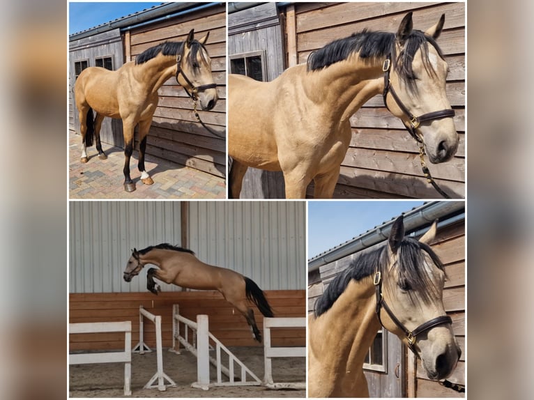 NRPS Stallion 3 years Dun in Den Ham NRPS Stallion 3 years Dun in Den Ham