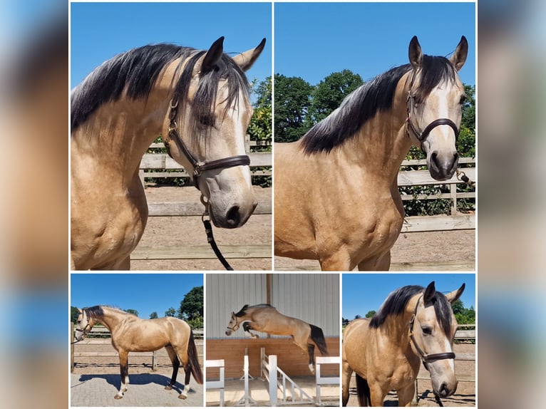 NRPS Stallion 3 years in Den Ham