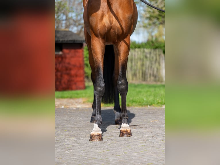 NRPS Stallion 4 years 14.2 hh Brown in GROTE-BROGEL