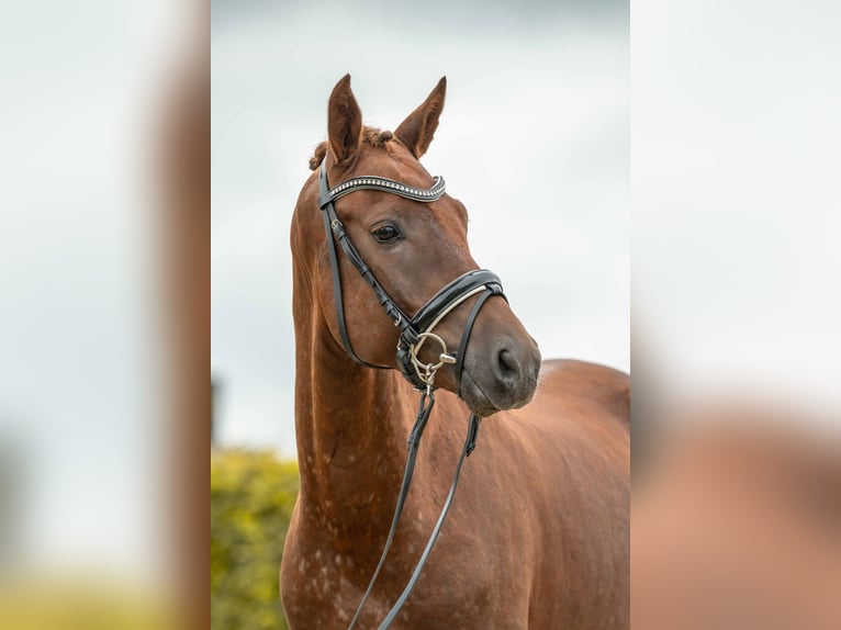 NRPS Stallion 4 years 14,2 hh Chestnut-Red in Gomadingen
