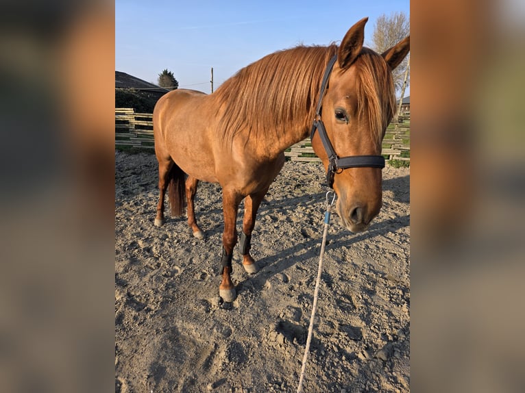 NRPS Stallion 4 years 15.1 hh Chestnut-Red in Nieuwerkerk aan den IJssel