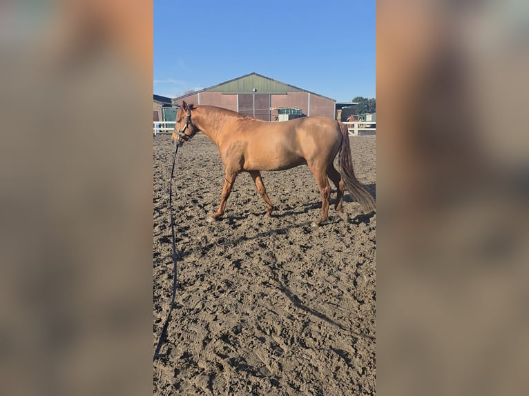 NRPS Stallion 4 years 15.1 hh Chestnut-Red in Nieuwerkerk aan den IJssel
