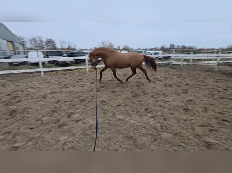 NRPS Stallion 4 years 15,1 hh Chestnut-Red in Nieuwerkerk aan den IJssel