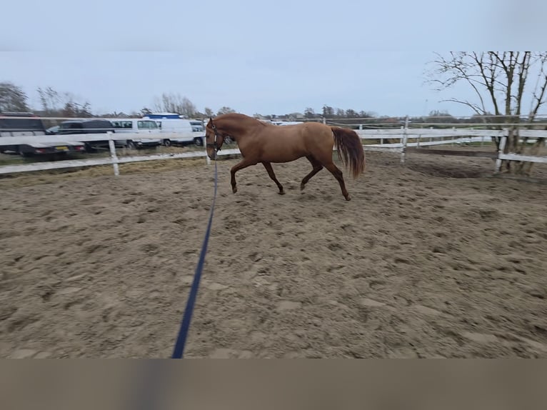 NRPS Stallion 4 years 15,1 hh Chestnut-Red in Nieuwerkerk aan den IJssel