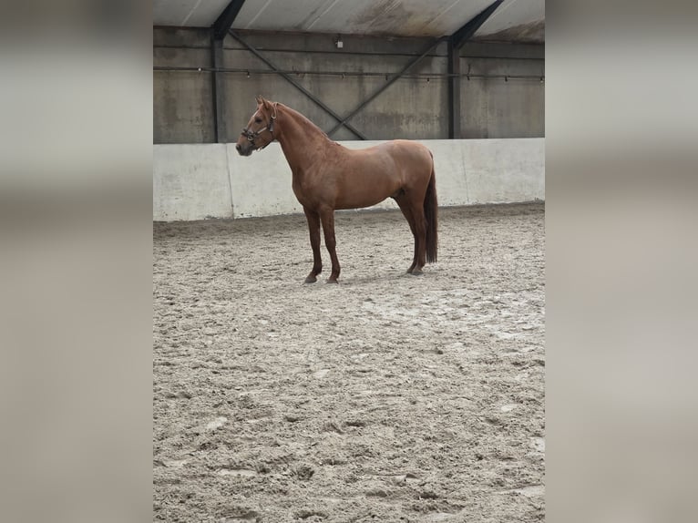 NRPS Stallion 4 years 15,1 hh Chestnut-Red in Nieuwerkerk aan den IJssel