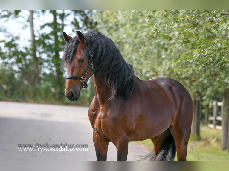 NRPS Stallion 4 years 16 hh Brown in Mijnsheerenland