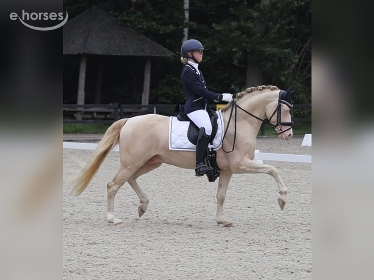 NRPS Stallion 5 years 14.1 hh Perlino in Groningen