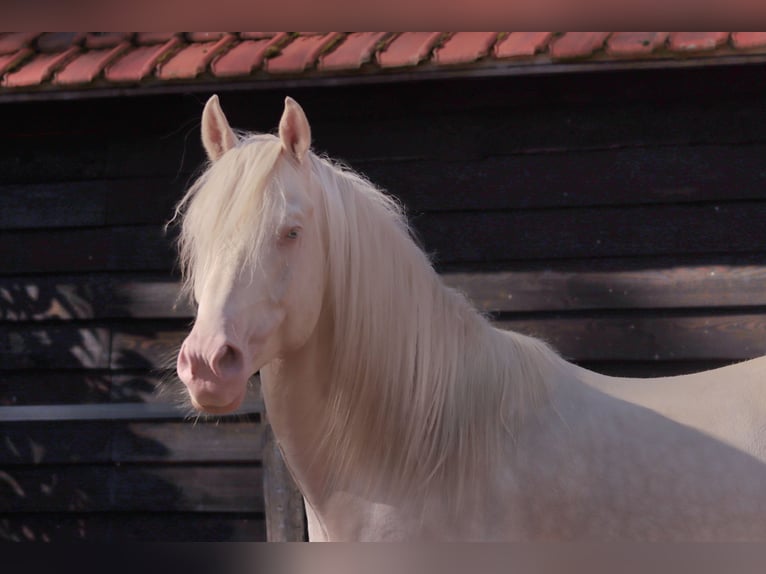 NRPS Stallion 6 years 14,2 hh Cremello in Woudenberg