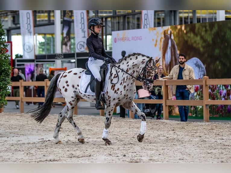 NRPS Stallion 6 years 14 hh Leopard-Piebald in Oirschot