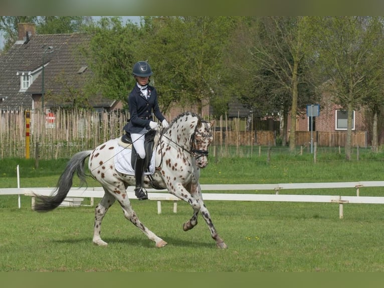 NRPS Stallion 6 years 14 hh Leopard-Piebald in Oirschot