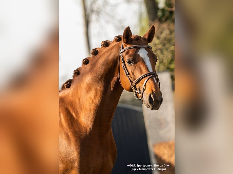 NRPS Stallion 9 years 14,2 hh Chestnut-Red in Veghel