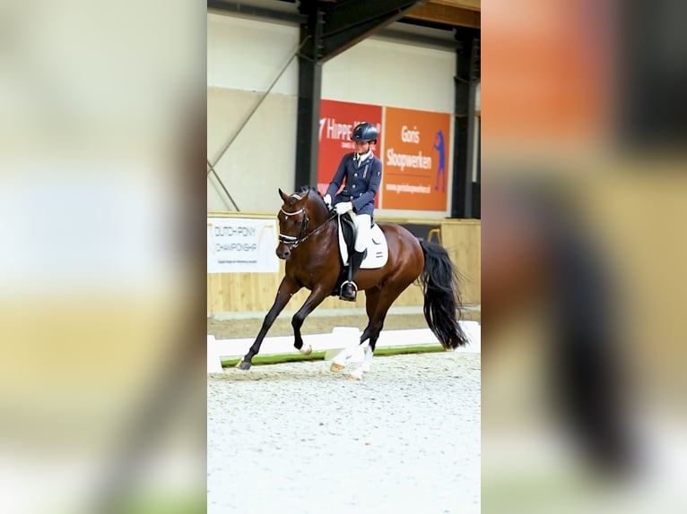 NRPS Stallion Buckskin in Nistelrode