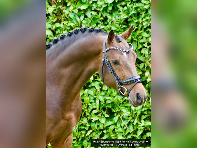 NRPS Stallion Buckskin in Nistelrode