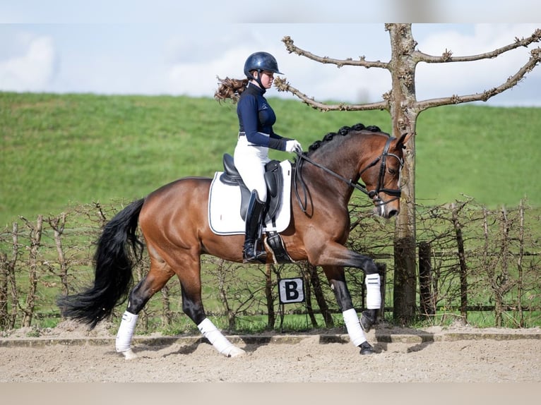 NRPS Stallion Buckskin in Nistelrode