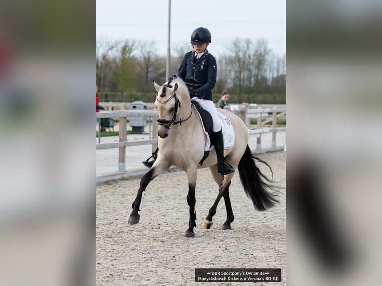 NRPS Stallion Buckskin in Nistelrode