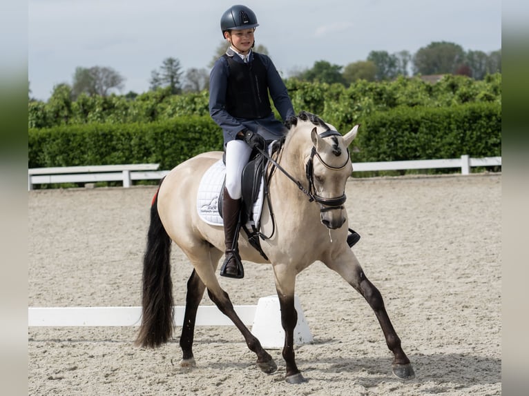 NRPS Stallion Buckskin in Nistelrode