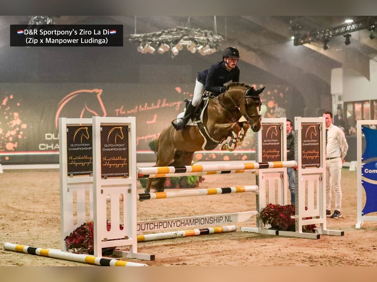 NRPS Stallion Buckskin in Nistelrode