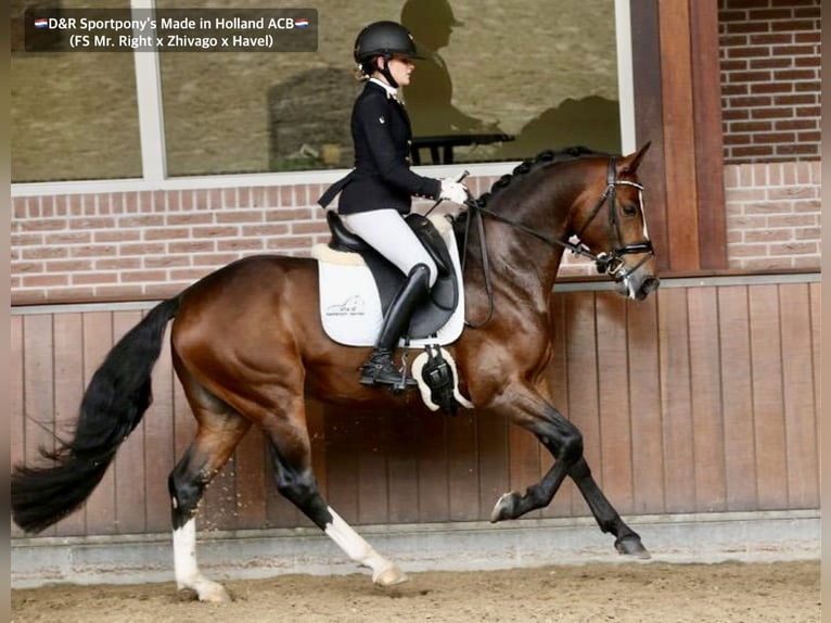 NRPS Stallion Buckskin in Nistelrode