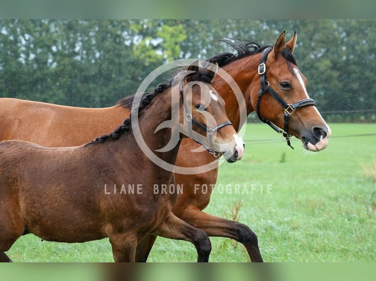 NRPS Stallion Foal (04/2026) 14.2 hh Brown in Zweeloo