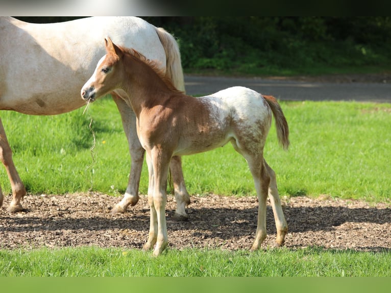 NRPS Stallion  14,1 hh Chestnut-Red in Aalten