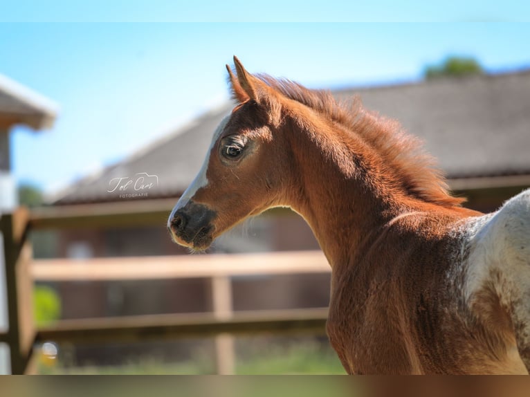 NRPS Stallion  14,1 hh Chestnut-Red in Aalten