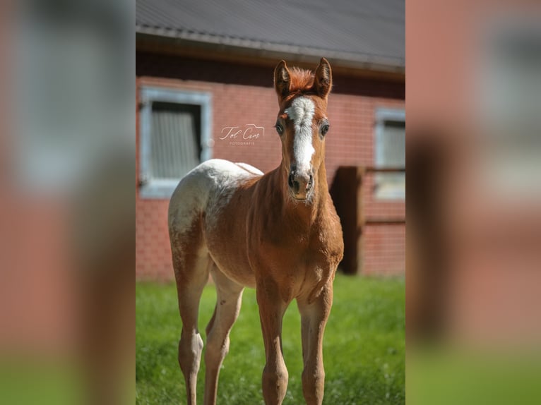 NRPS Stallion  14,1 hh Chestnut-Red in Aalten