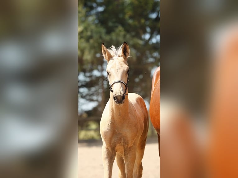 NRPS Stallion Foal (05/2026) 16.1 hh Buckskin in Tholen