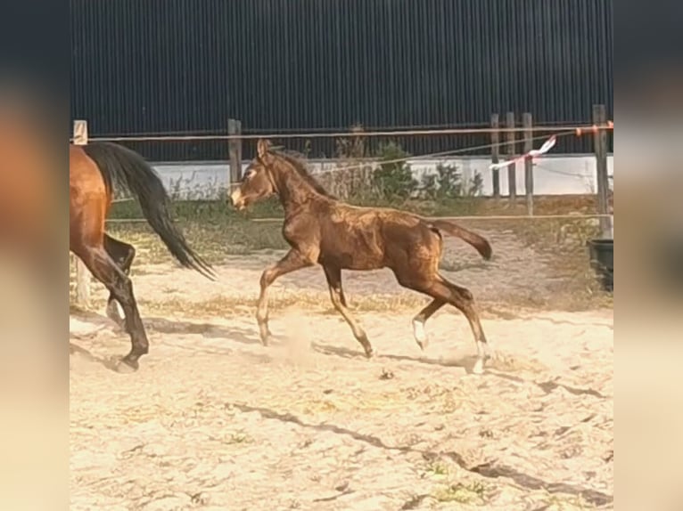 NRPS Stallion Foal (06/2024) 16,1 hh in Tholen