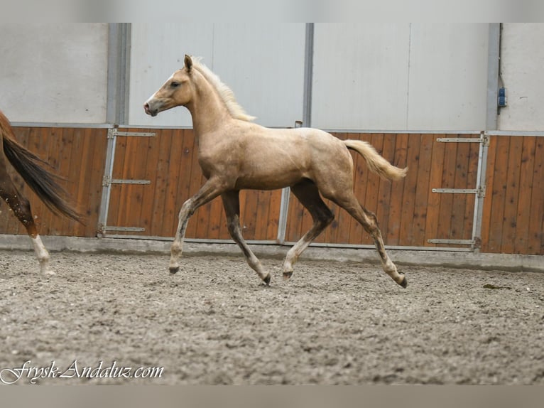 NRPS Stallion Foal (05/2026) 16.2 hh Palomino in Mijnsheerenland
