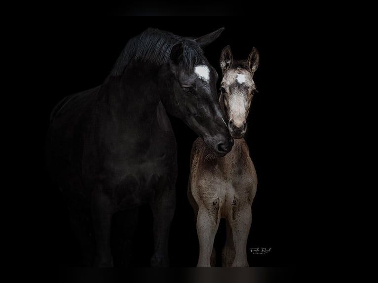 NRPS Stallion Foal (03/2025) 16,1 hh Buckskin in Tholen