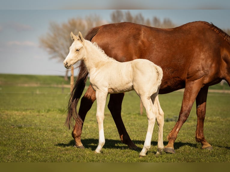 NRPS Stallion  16,1 hh Palomino in Tholen