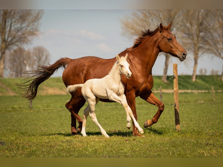 NRPS Stallion  16,1 hh Palomino in Tholen