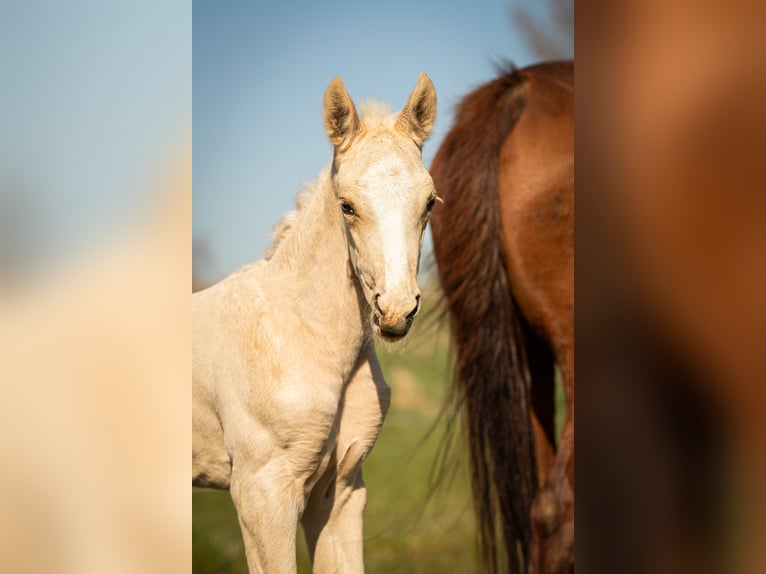 NRPS Stallion  16,1 hh Palomino in Tholen