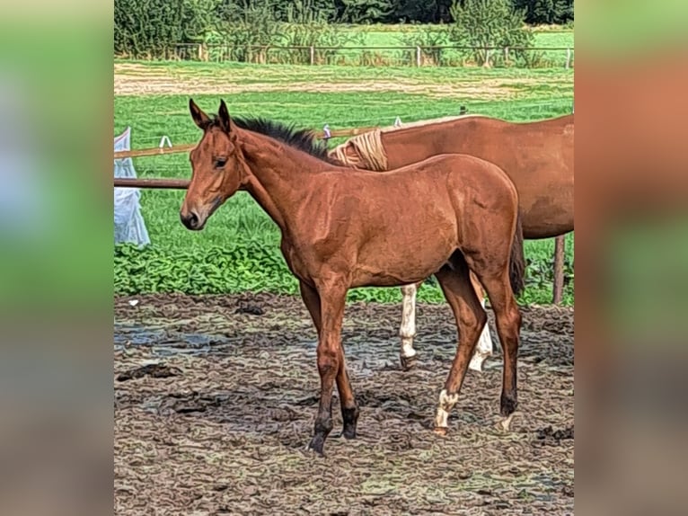 NRPS Stallion Foal (05/2025) Brown in Stieltjeskanaal
