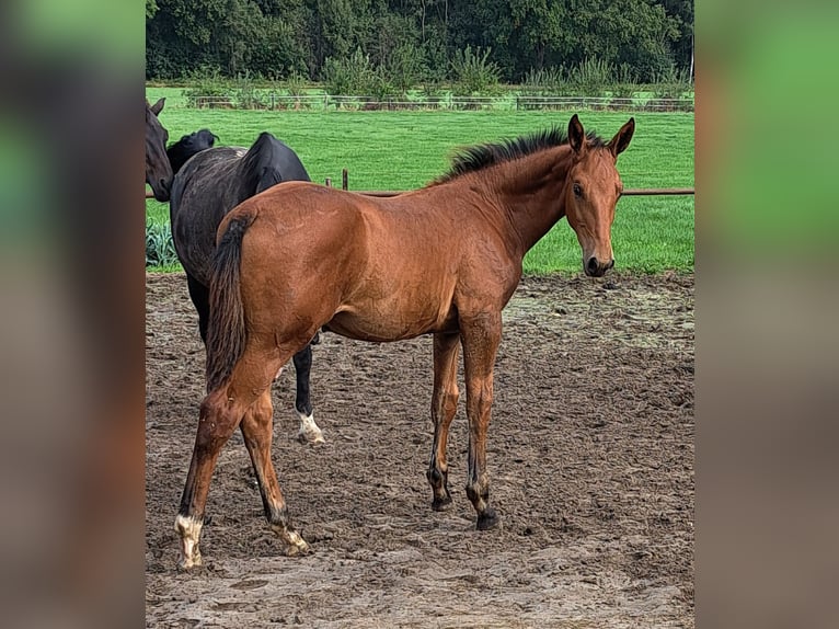 NRPS Stallion Foal (05/2025) Brown in Stieltjeskanaal