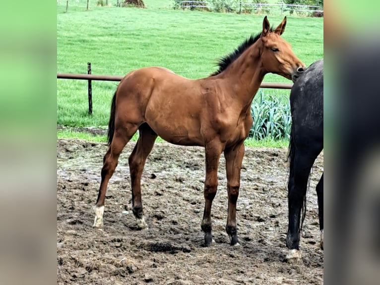NRPS Stallion Foal (05/2025) Brown in Stieltjeskanaal