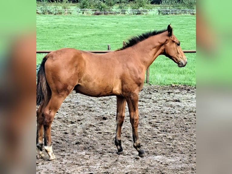 NRPS Stallion Foal (05/2025) Brown in Stieltjeskanaal