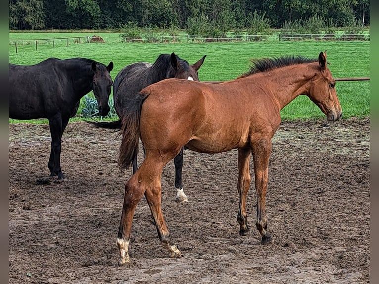 NRPS Stallion Foal (05/2025) Brown in Stieltjeskanaal