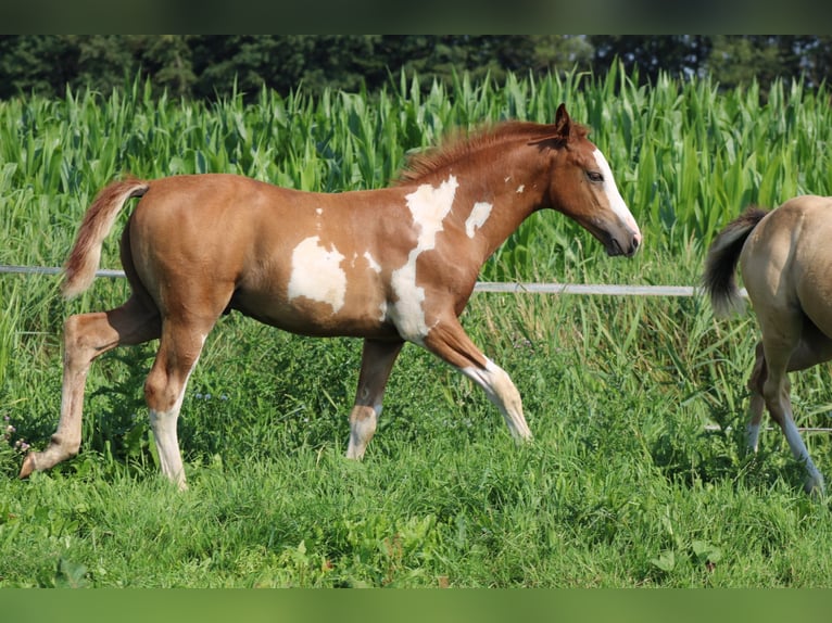 NRPS Stallion Foal (04/2024) Overo-all-colors in Oldebroek